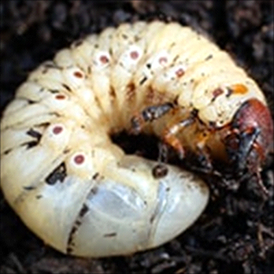 white grub