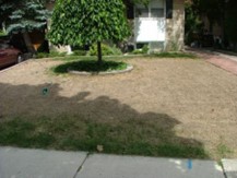 drought lawn